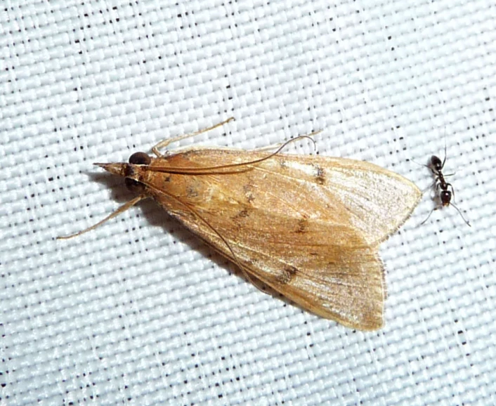 a small light brown bug is on top of an unmade sheet