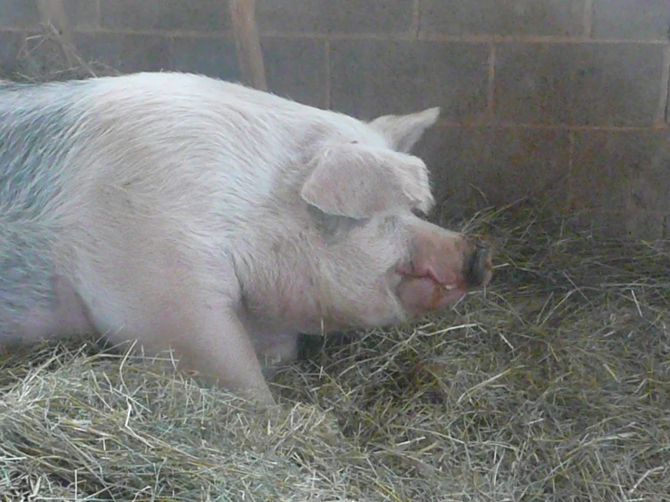 a small pig lying in hay covered in some straw