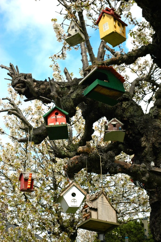 a group of bird houses are in the tree
