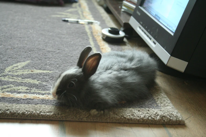 a grey bunny sitting next to a monitor on a floor