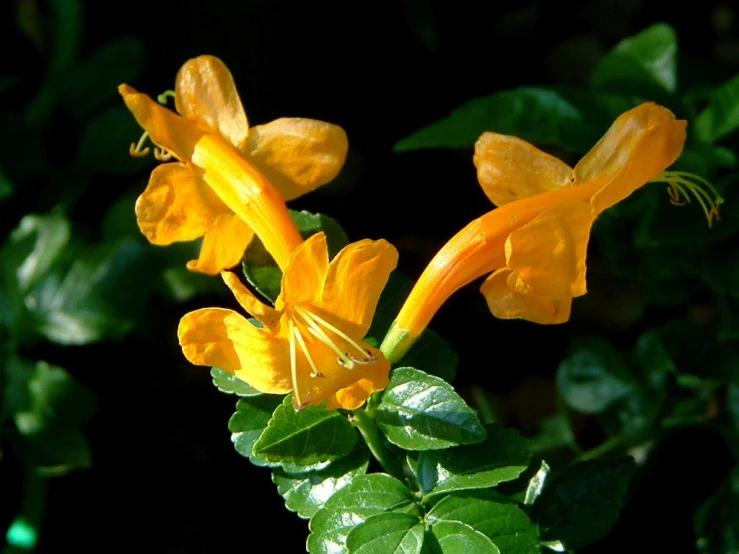 some very pretty orange and yellow flowers by some leaves