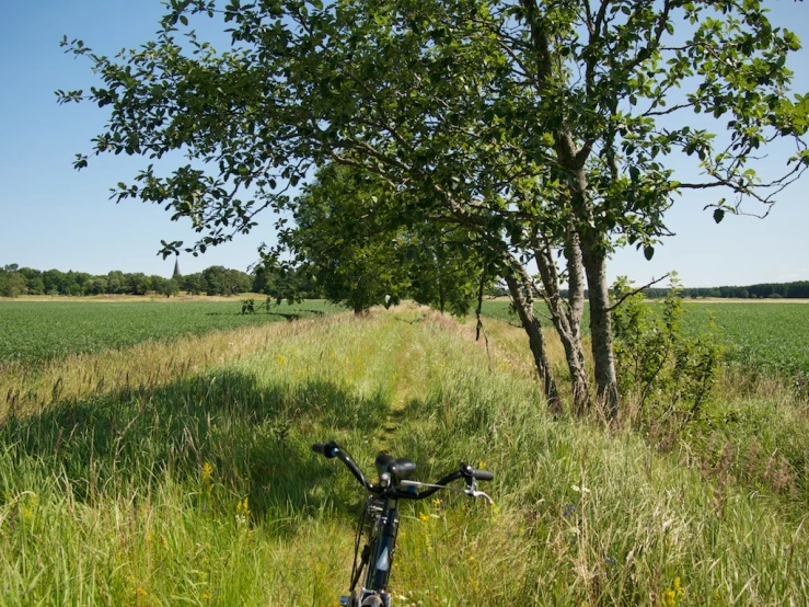 a bike parked on a road near a tree