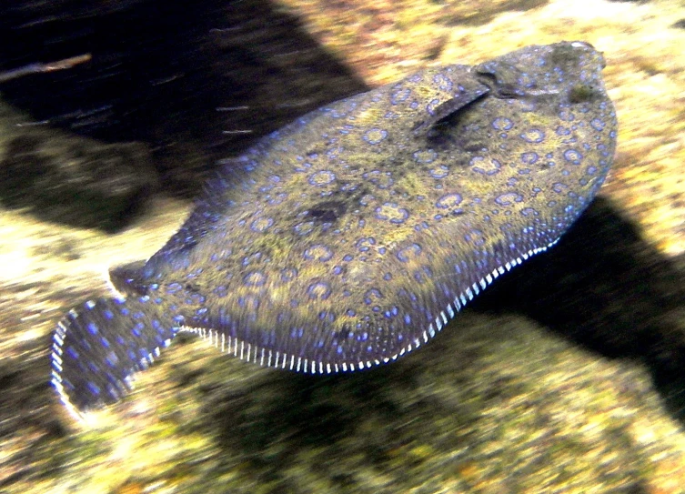 an aquarium with various fish swimming along the bottom of it