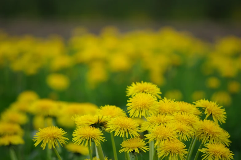 flowers growing in the green grass outside