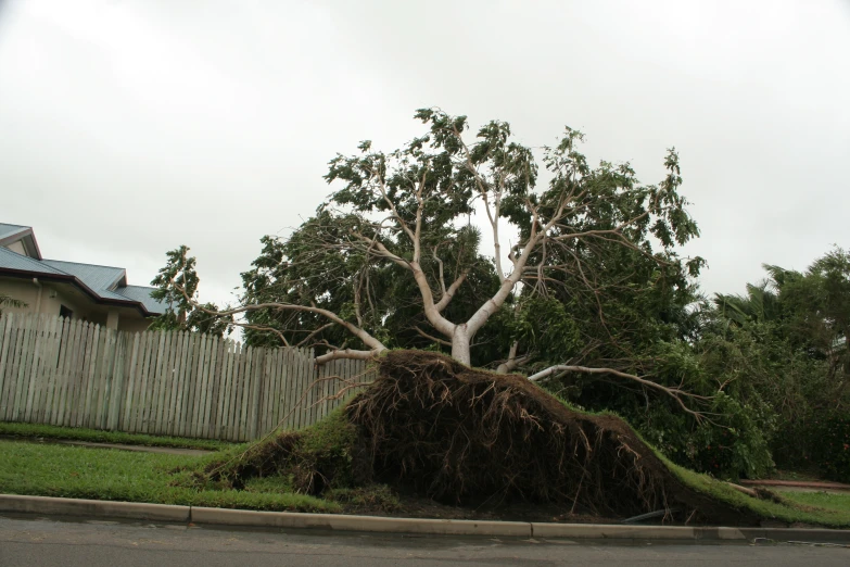 a tree fallen over with a large pile of debris