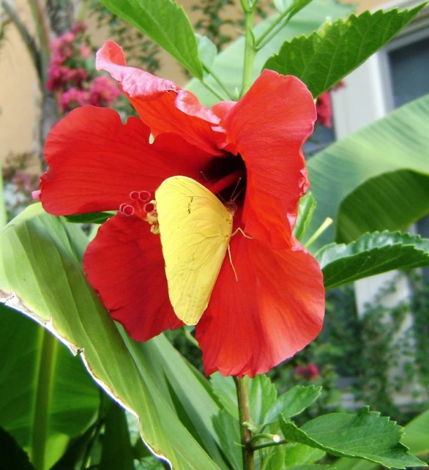 a flower with yellow and red petals stands in front of some green leaves