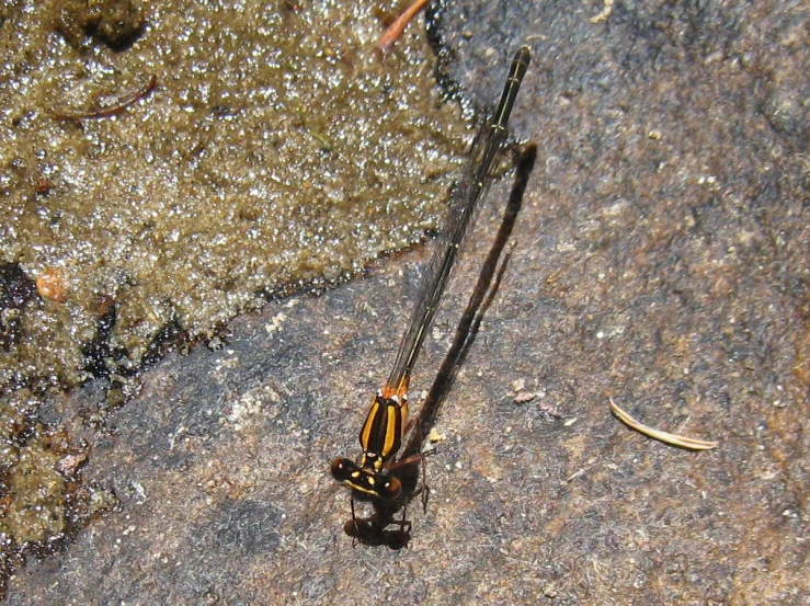 a black and yellow insect on the rocks