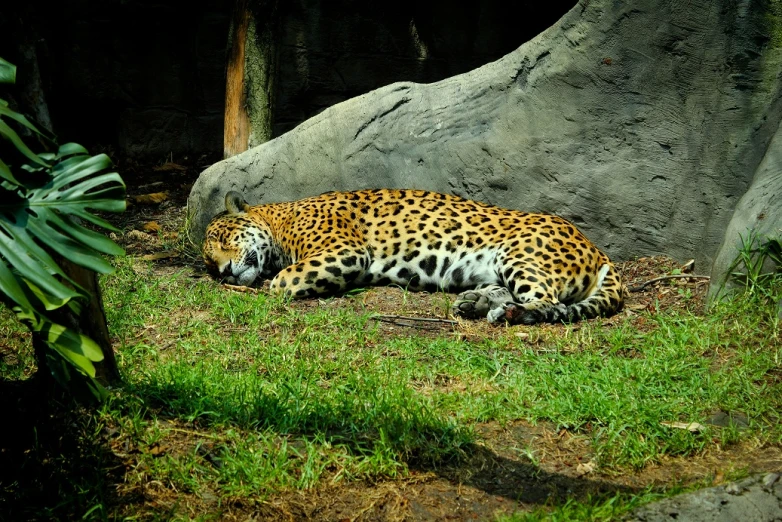 a large leopard lying on top of green grass