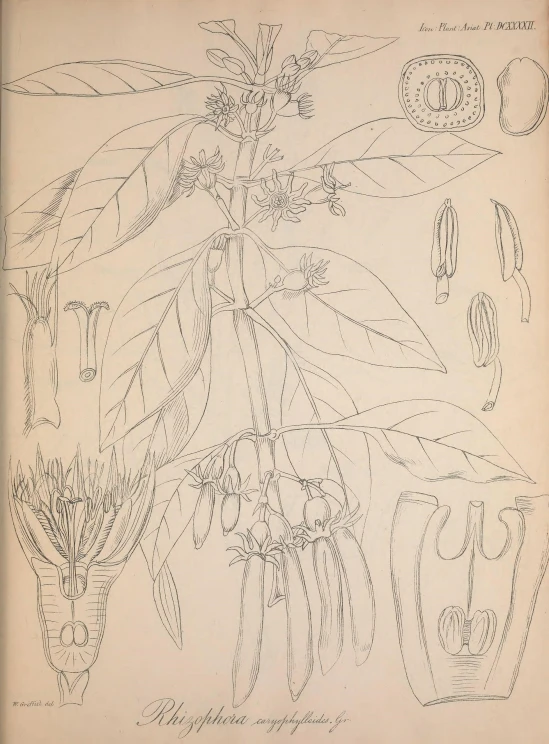 drawing with multiple lines of flowers and leaves