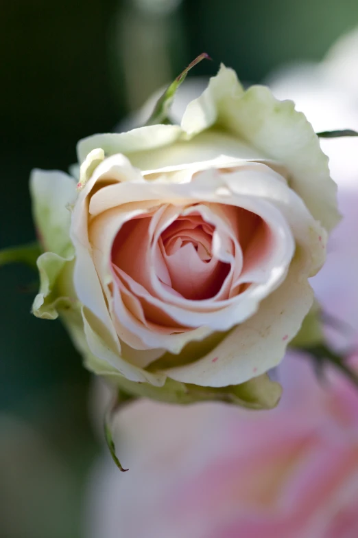 a closeup po of a pink and white rose