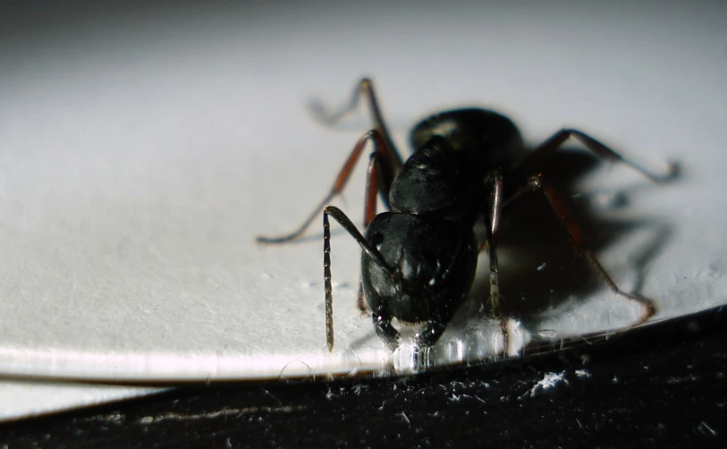 there is an image of a spider on the surface