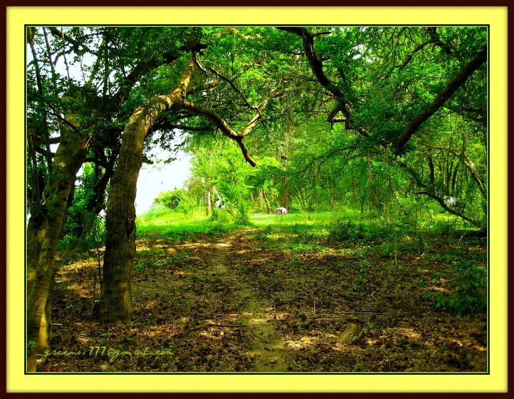 a dirt path that leads through trees and a forest filled with leaves