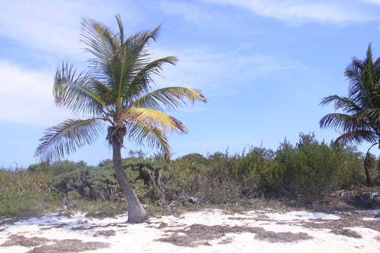 two palm trees on the beach in the middle of the woods