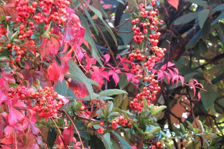 several berries growing on the plant with some leaves and flowers