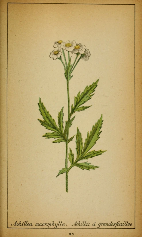 an antique botanical print featuring daisies and leafy stems