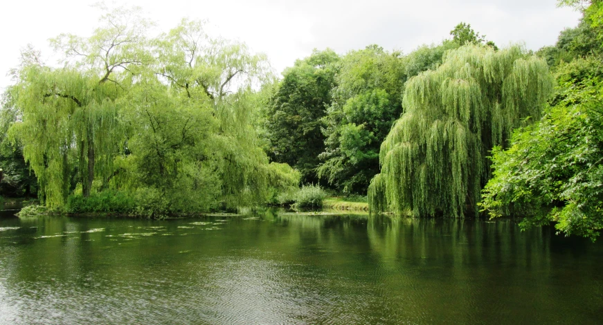 there is a small pond in the middle of this park