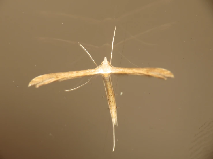 a long thin, thin animal tail appears to be suspended from a ceiling