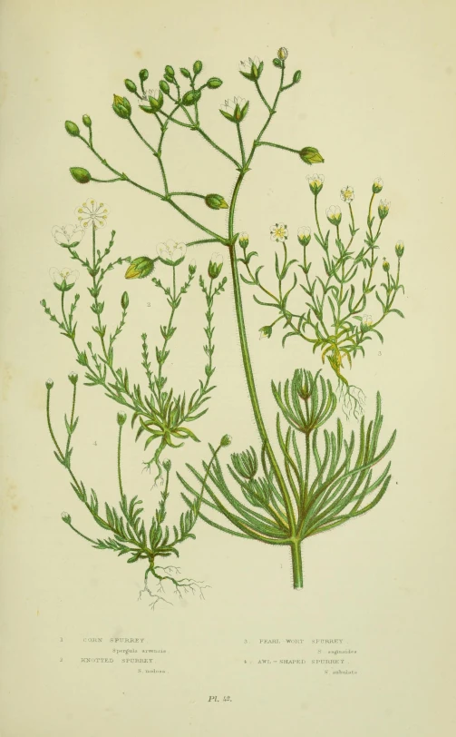 a drawing of a large plant with green stems