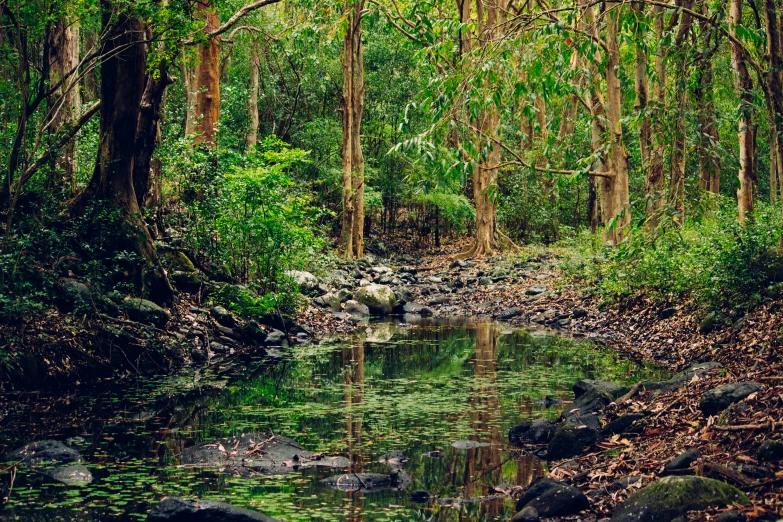 water surrounded by forest and rocks and trees