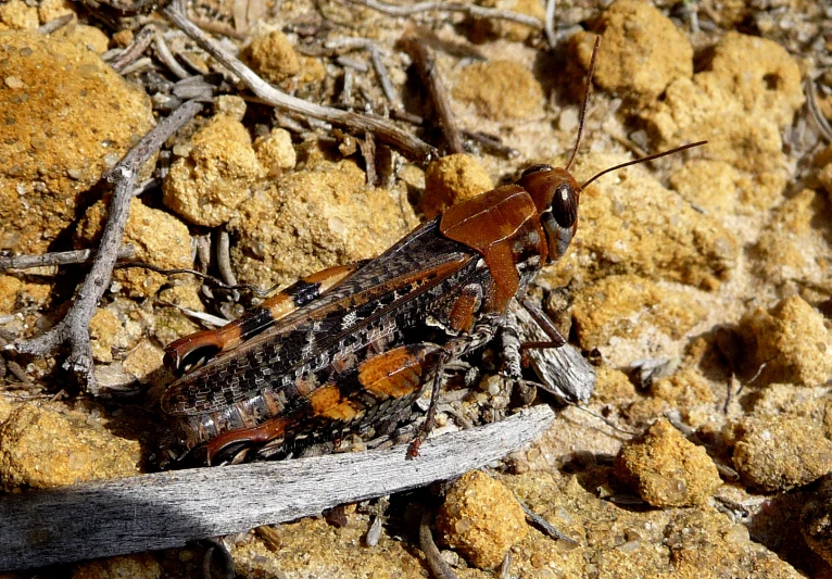 there is a large brown insect on the ground