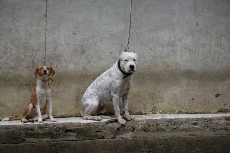 two dogs are tied up by chains in front of a concrete wall