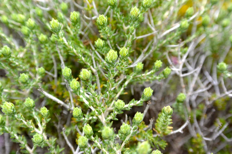 a small plant with green leaves in the middle