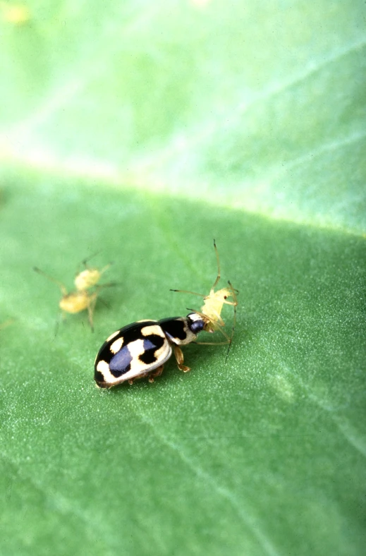 a close up view of two bugs crawling on a leaf