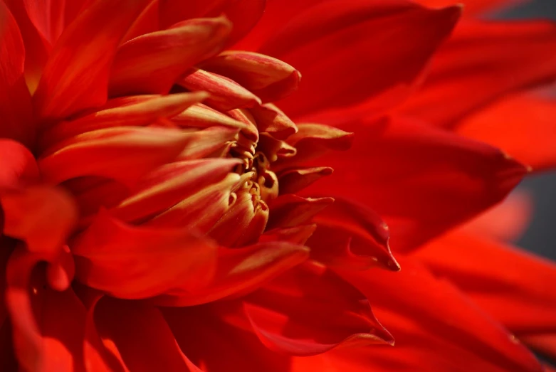 the center of a red flower with many petals