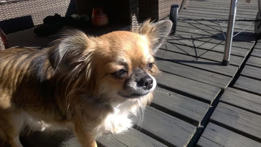 a brown dog is standing on the patio