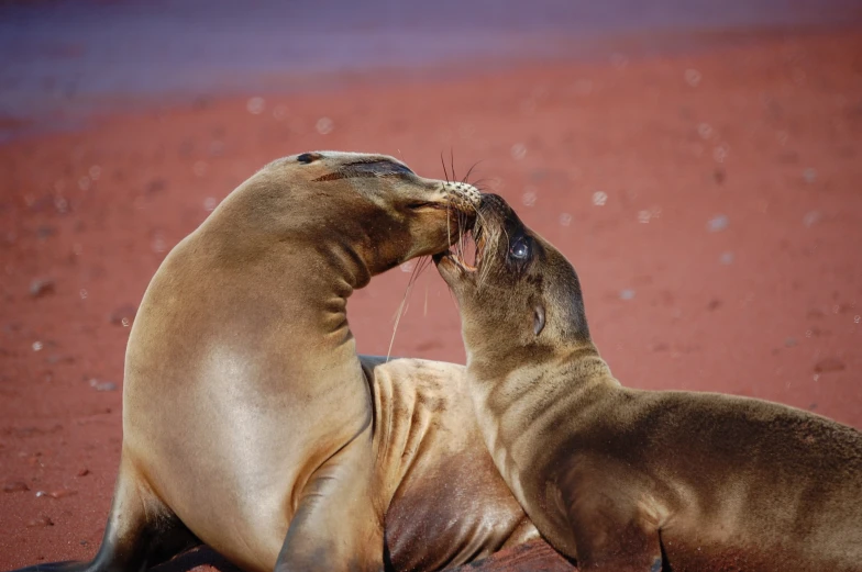 two gray sea lions wrestling in red sand