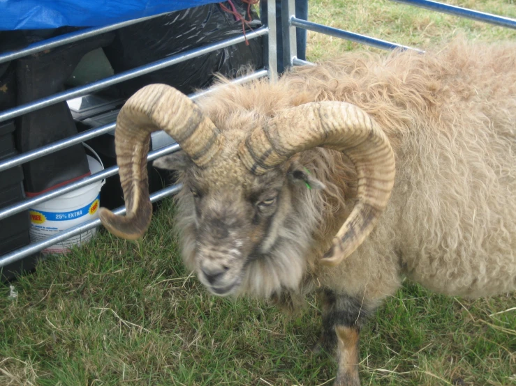a ram with large horns and long hair standing by a metal pole