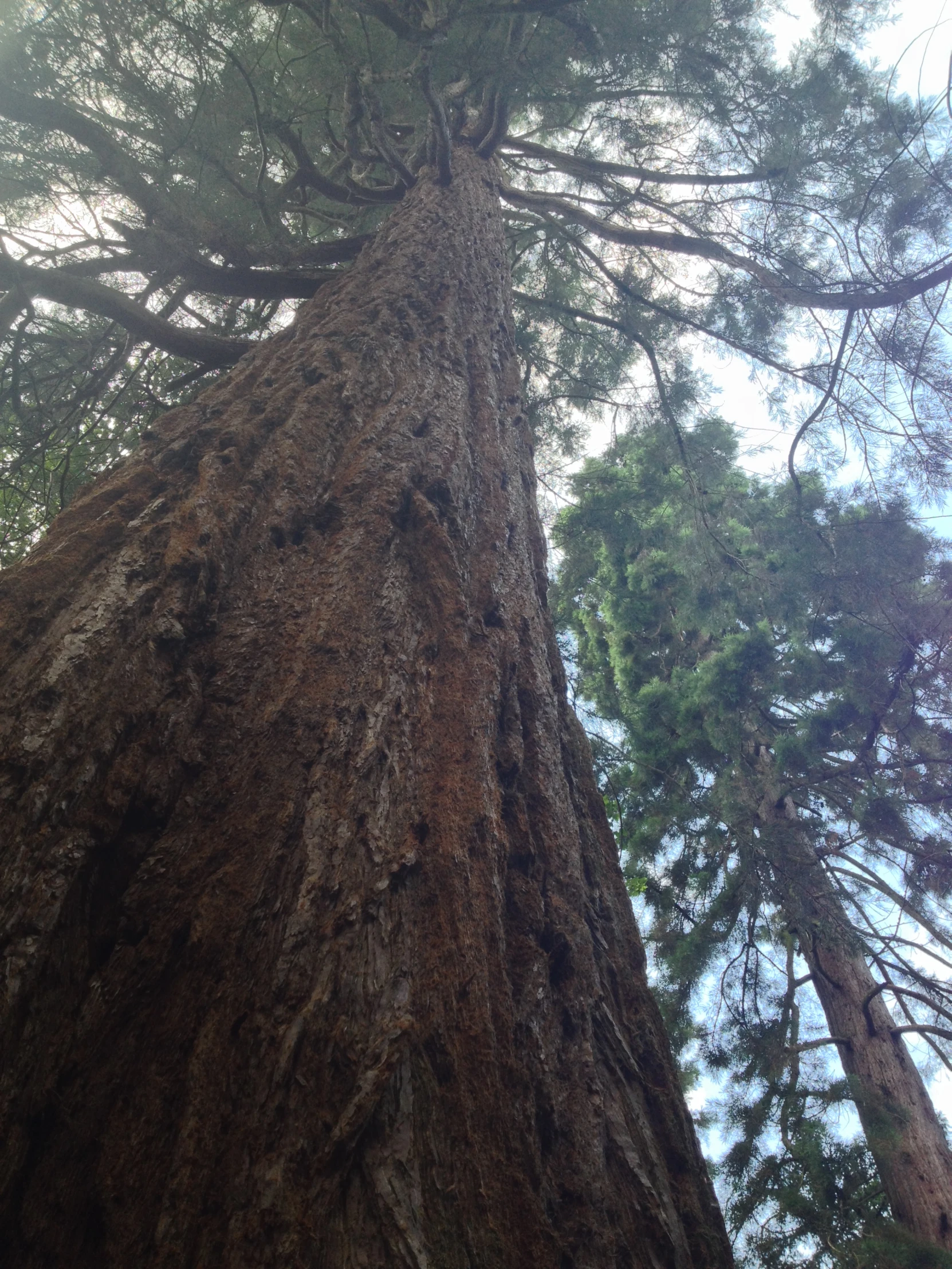 looking up at the tops of a large tree