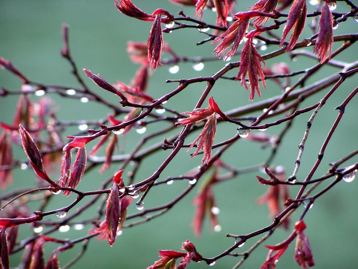 red flowers on the nch with water drops on them