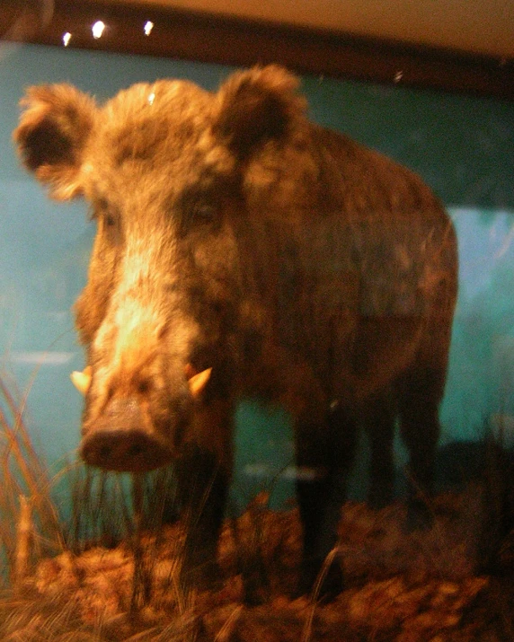 a stuffed cow standing in front of a glass wall