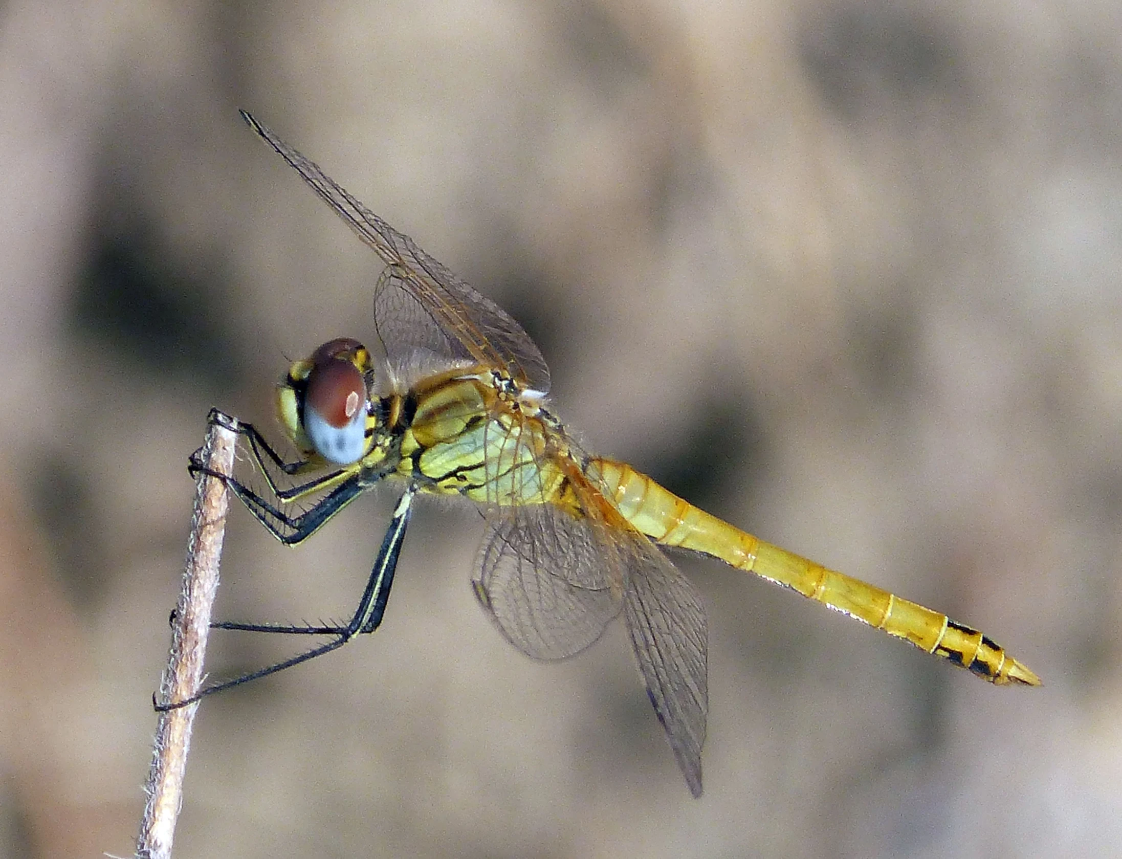 a large yellow dragon flys across a nch