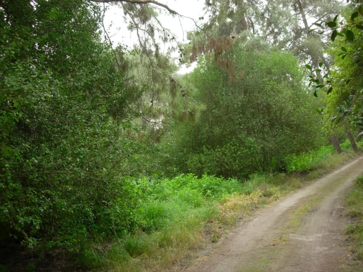 dirt path with trees along side of it and bushes on the side