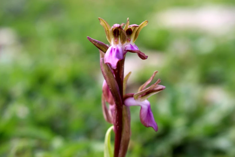 there is a pink flower on the stem