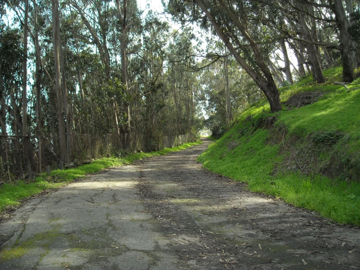 a road is flanked by lots of trees with green leaves on the side