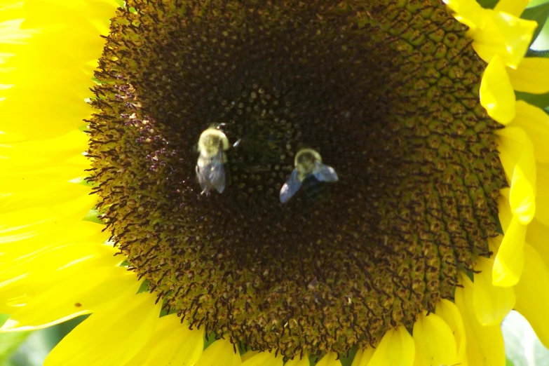 two little birds sitting on the middle of a sunflower