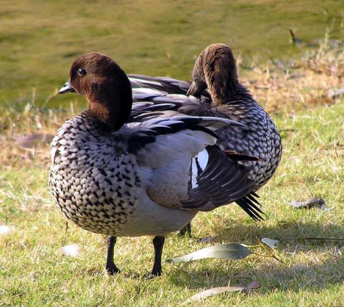 three birds stand in the grass near each other