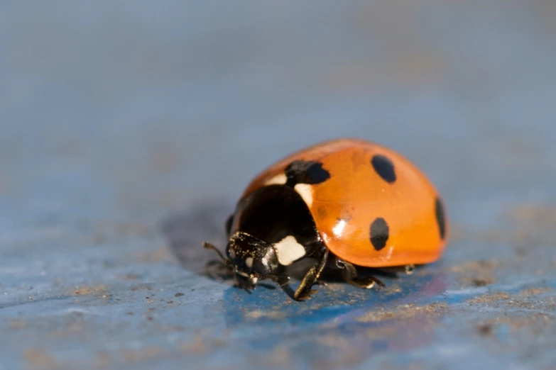 a ladybug crawling on the side of a blue ground