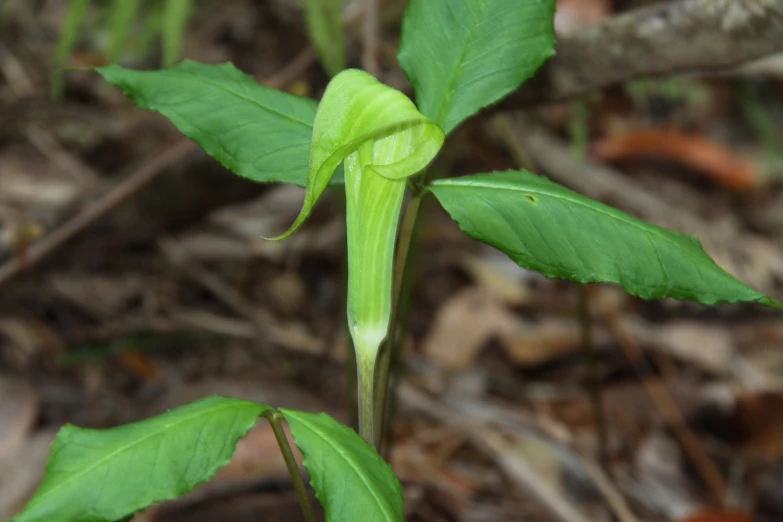 a plant with large, green leaves on a forest floor