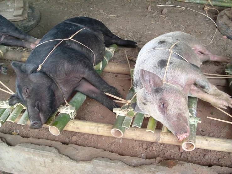 three pigs sitting on the ground and in a fenced area