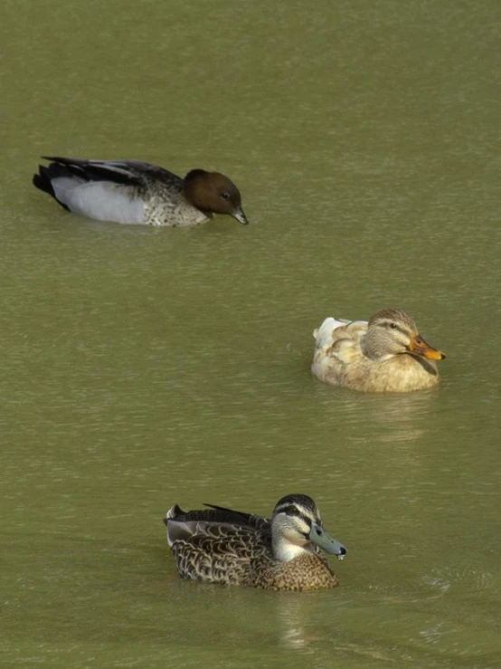 two ducks are sitting on some water with a duckling