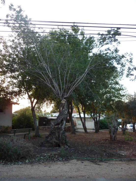 a bunch of trees that are sitting in the dirt