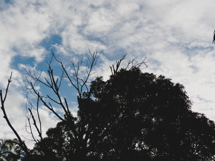 the leaves and nches of trees against a cloudy sky