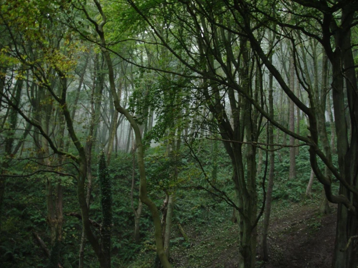 a woman in a black top is walking through the woods