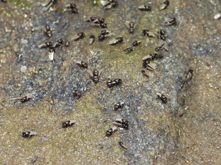 a group of small ants all huddled together