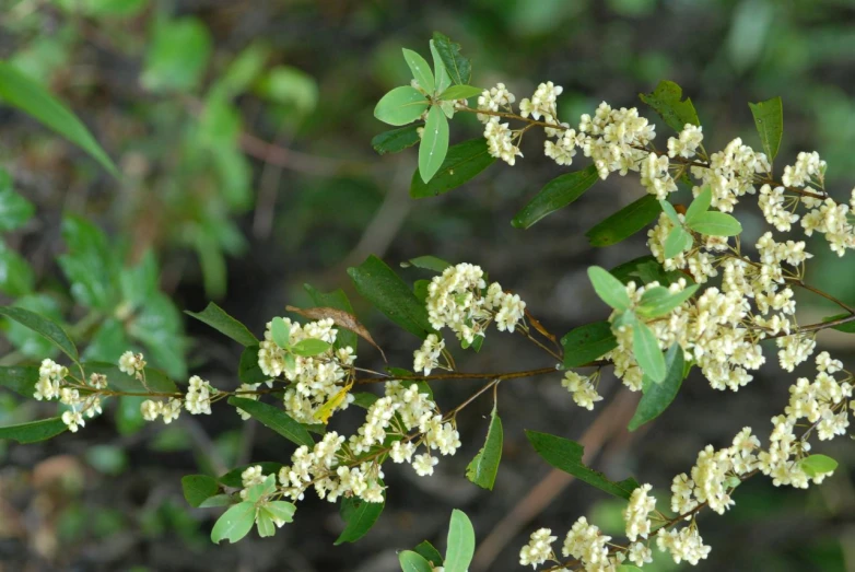 this is a po of the nches and flowers in a tree