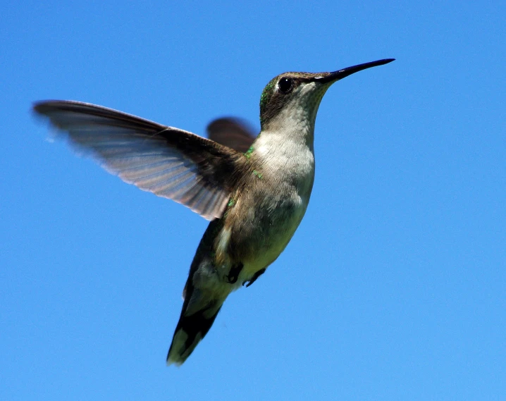 a hummingbird with it's wings out is flying